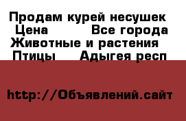 Продам курей несушек › Цена ­ 350 - Все города Животные и растения » Птицы   . Адыгея респ.